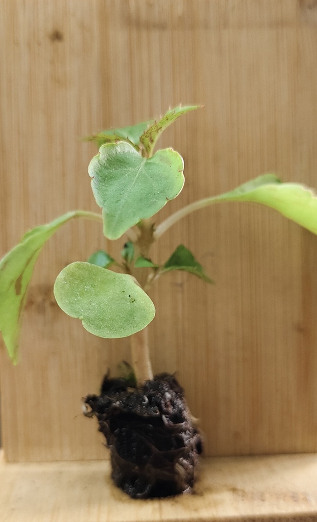 Impatiens Beacon salmon