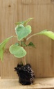 Impatiens Beacon salmon