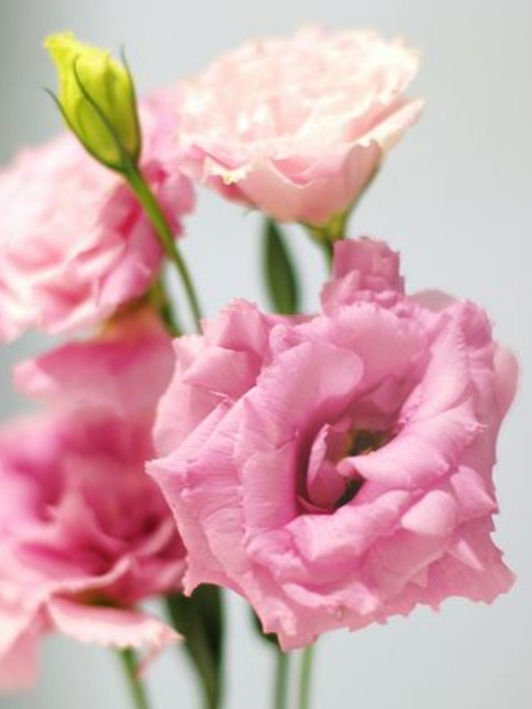 Lisianthus Pink