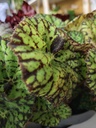 Begonia Magik verde