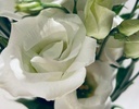 Lisianthus White