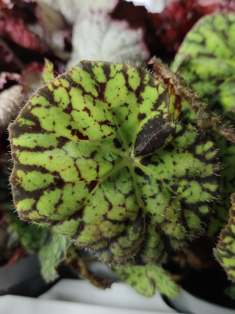 Begonia Magik verde