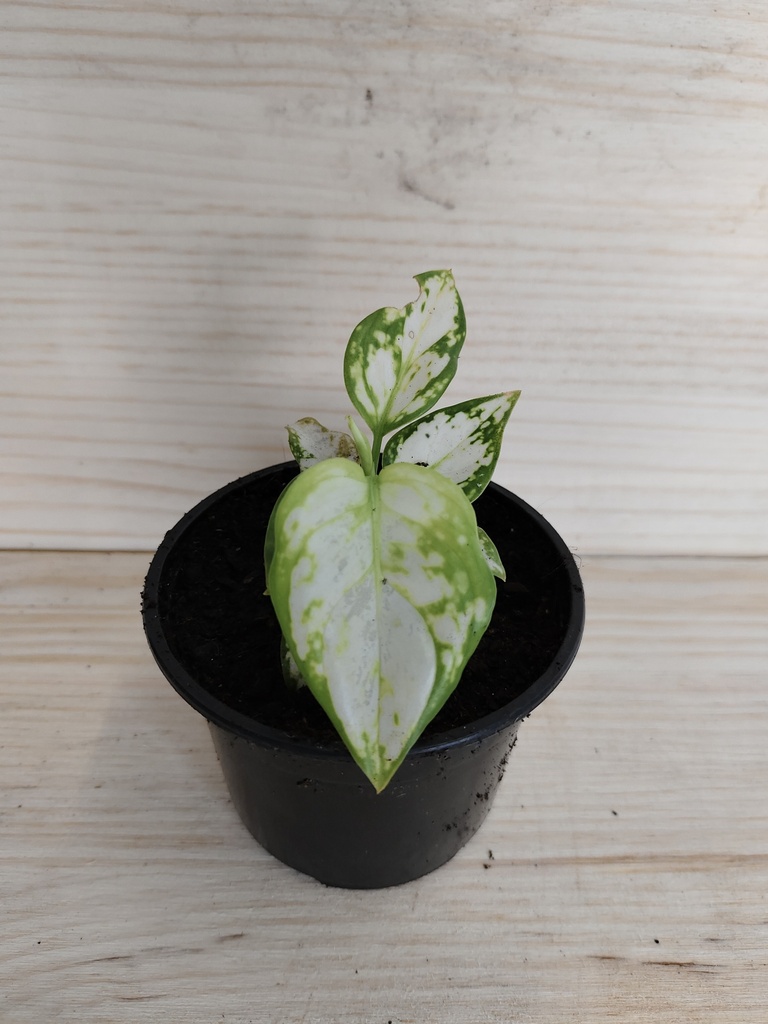 Aglaonema snowflakes