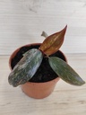 Philodendron Pink Princess Marble