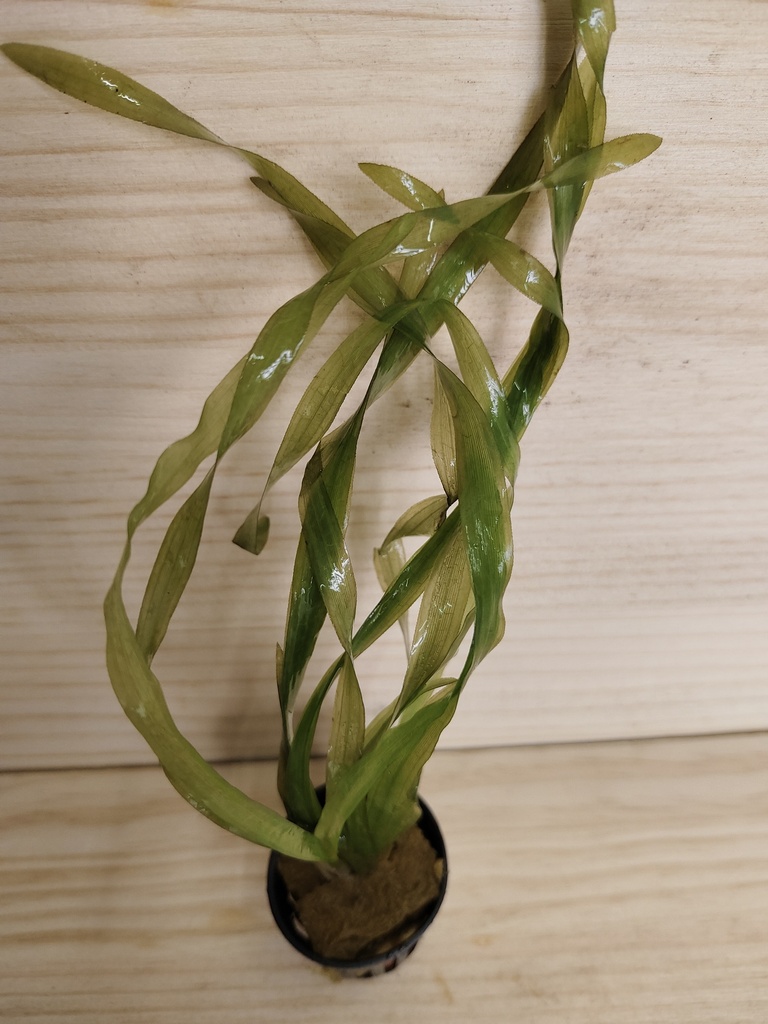 Vallisneria gigantea Curly asiática