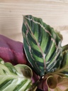 Calathea Roseopicta