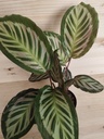 Calathea mix