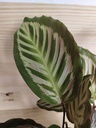 Calathea mix