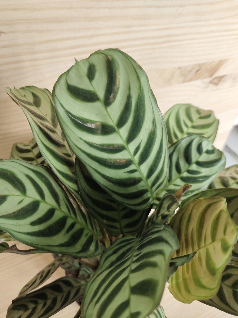 Calathea 1