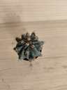 Cactus B