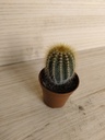Cactus C