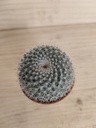 Cactus D