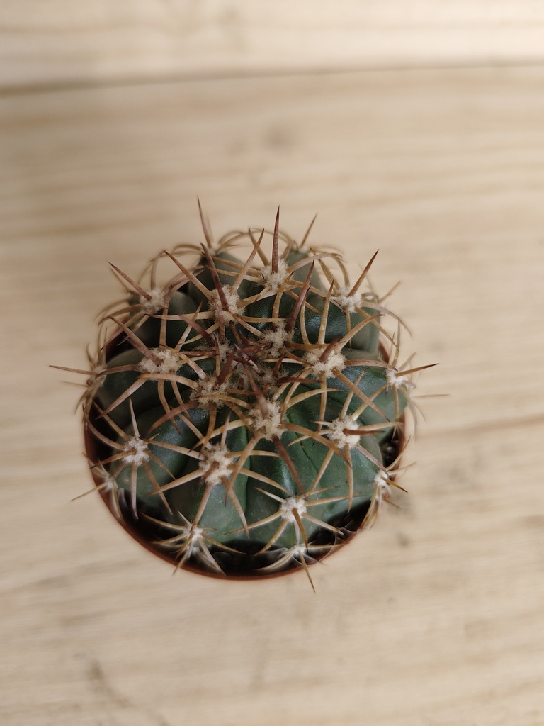 Cactus E