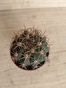 Cactus E