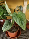 Philodendron Mamei