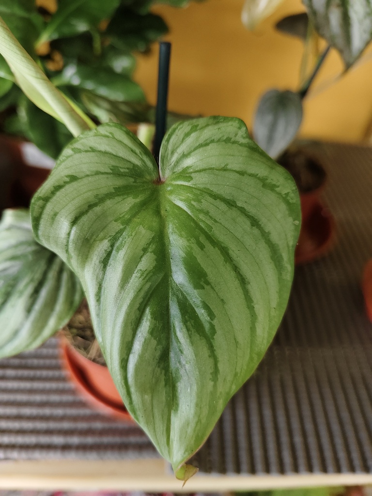 Philodendron Mamei