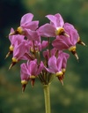 Dodecatheon meadia 'Aphrodite'