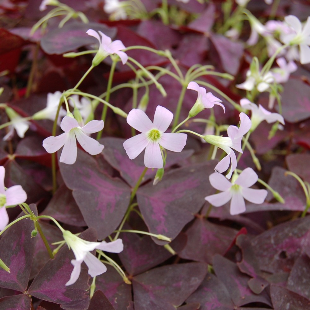 Oxalis triangularis 'Burgundy Wine'