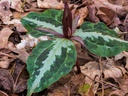 Trillium Cuneatum