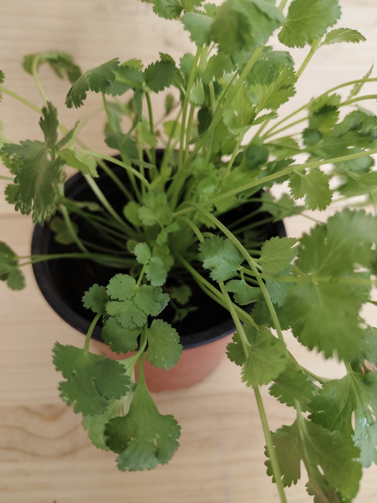 Cilantro