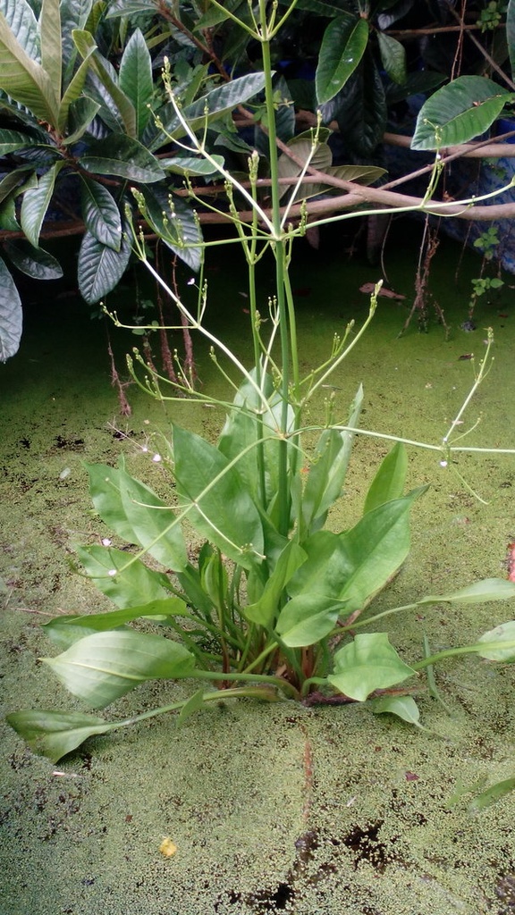 Alismago plantago. En maceta 9x9 cms.