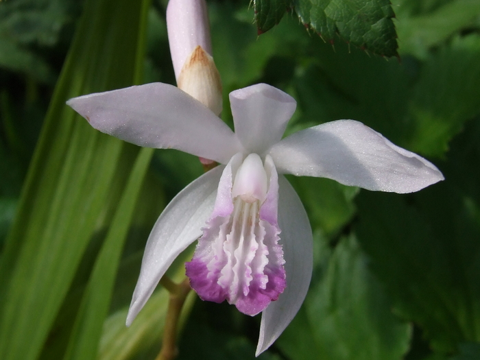 Bletilla striata Kuchibeni