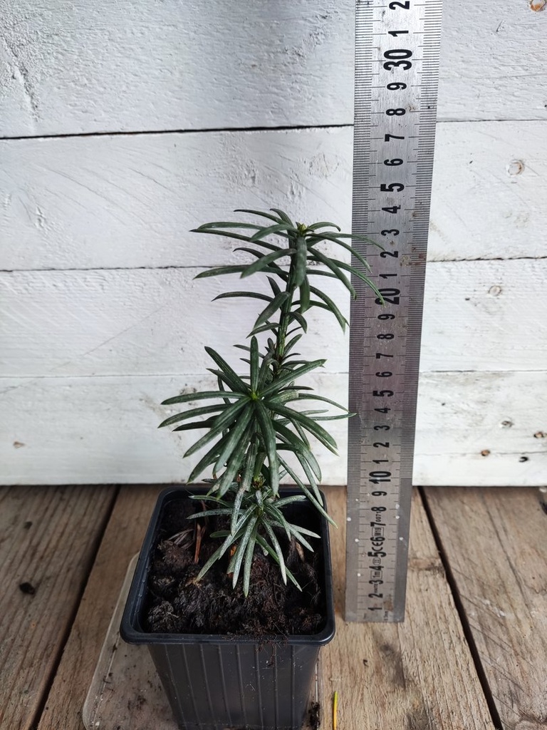 Cephalotaxus harringtonia Fastigiata (tejo)
