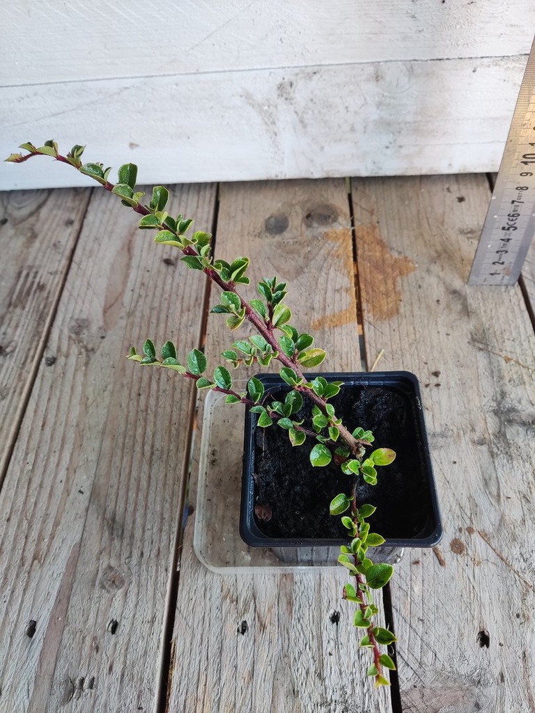 Cotoneaster horizontalis, maceta 9x9cm
