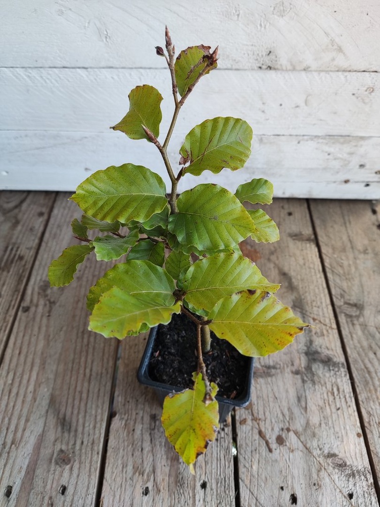 Haya verde. Fagus Sylvatica en maceta 1 litro