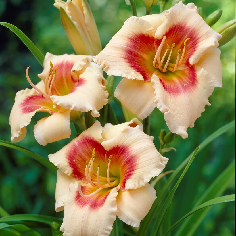 Hemerocallis Forty Second Street