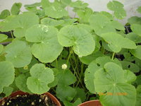Hydrocotyle lauceopala