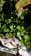 Hydrocotyle verticillata