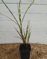 Miscanthus zebrinus