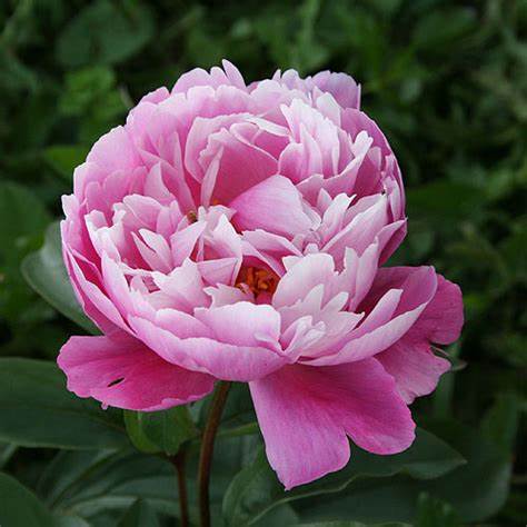 Paeonia Alice Harding (Bulbo)