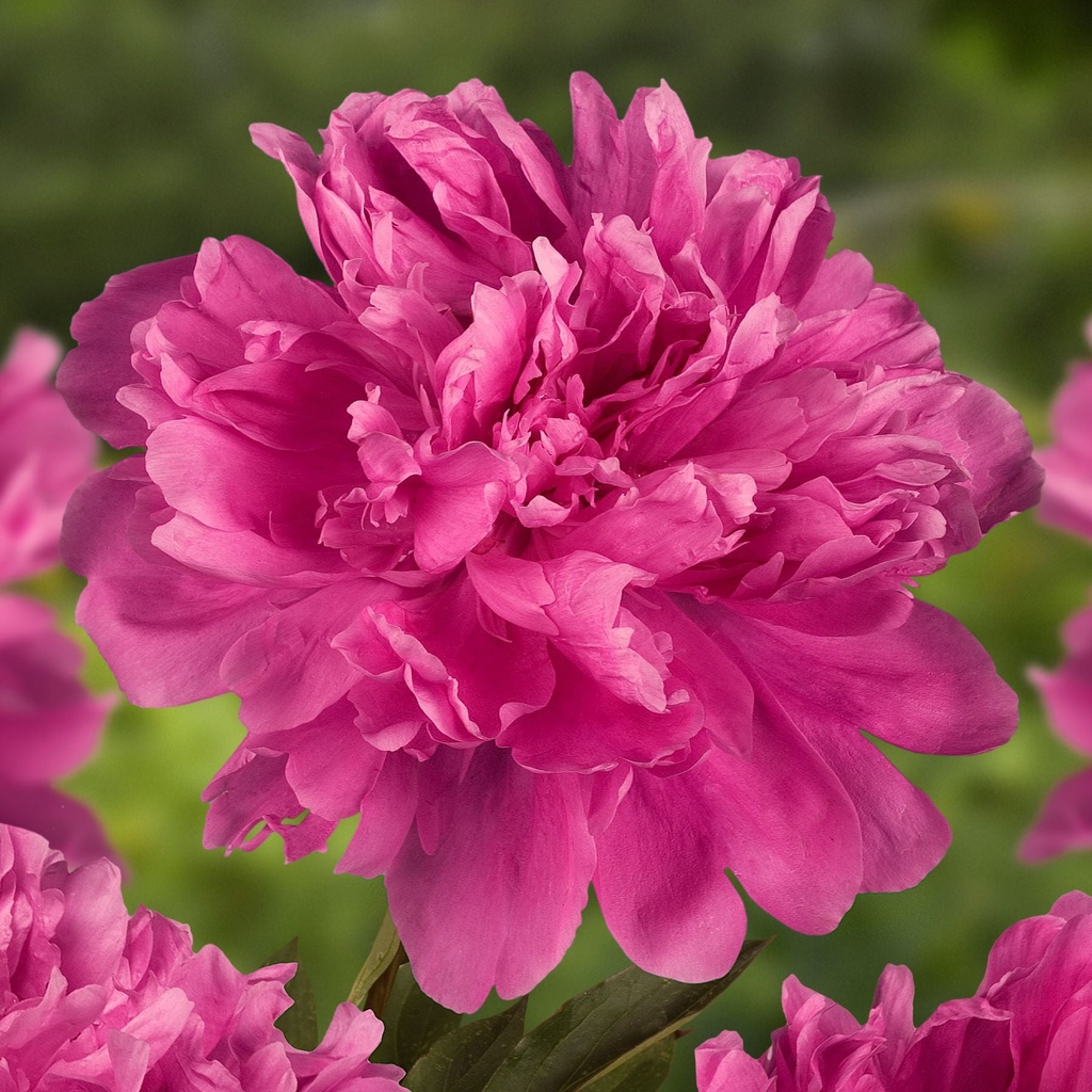 Paeonia Amabilis (Bulbo)