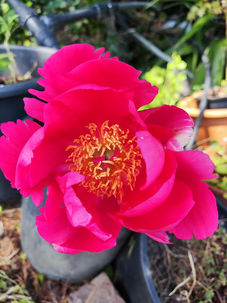 Paeonia Scarlett O'Hara (Bulbo)