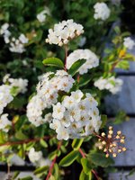 Spirea Vanhouttei 