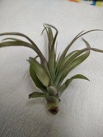 Tillandsia abdita