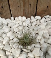 Tillandsia Argentea