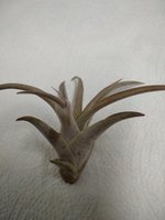 Tillandsia capitata peach red