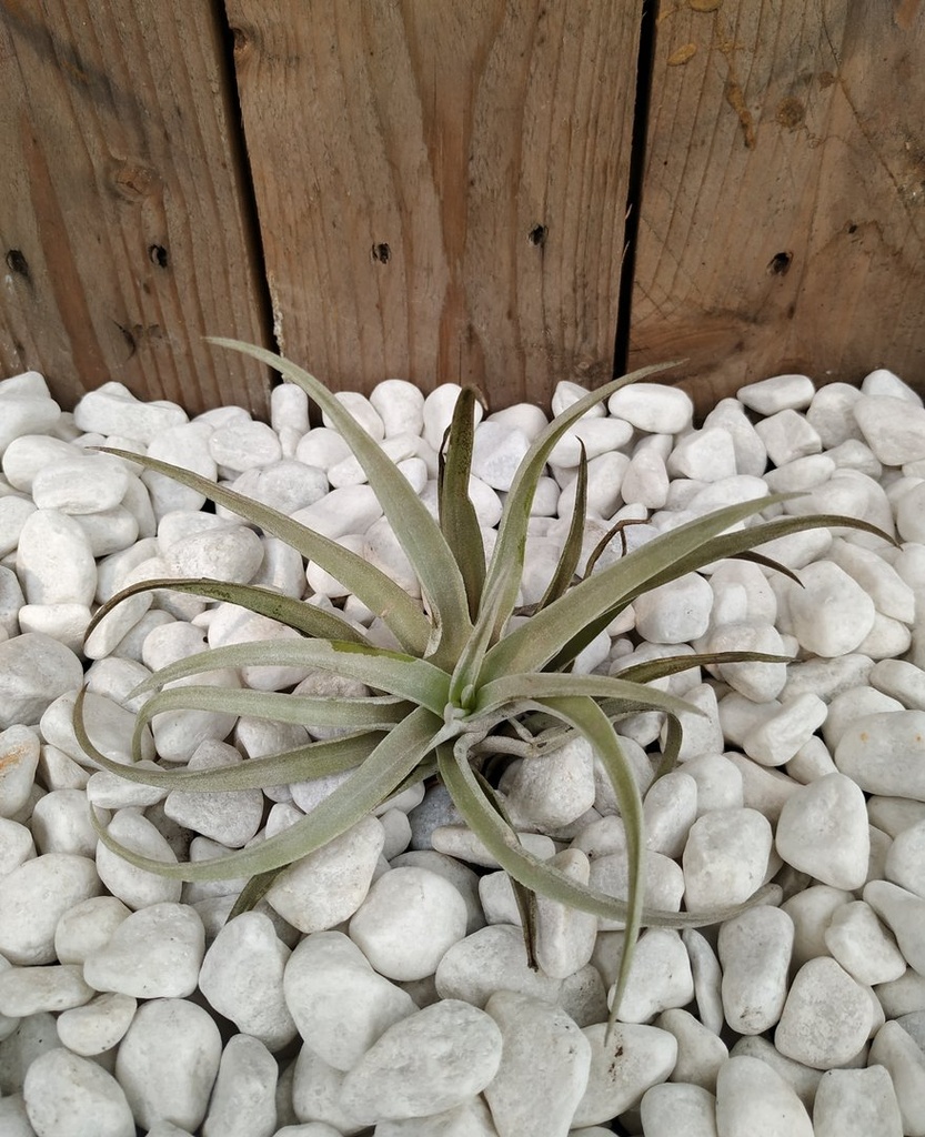 Tillandsia Harrisii