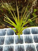 Tillandsia Melanocrater Red