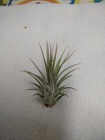 Tillandsia multiflora green
