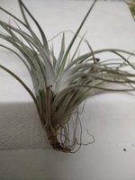 Tillandsia silver