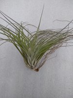 Tillandsia Stricta
