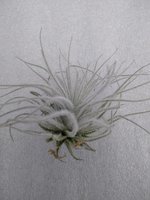 Tillandsia Tectorum