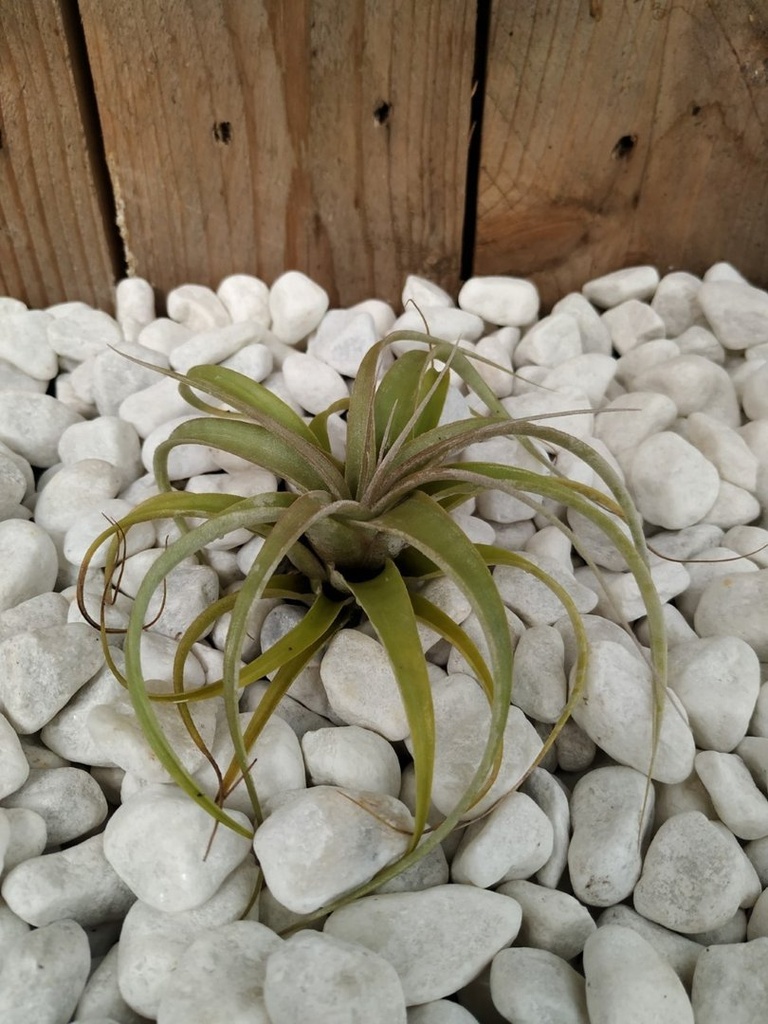Tillandsia Xerographica