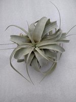Tillandsia Xerographica Bonsai