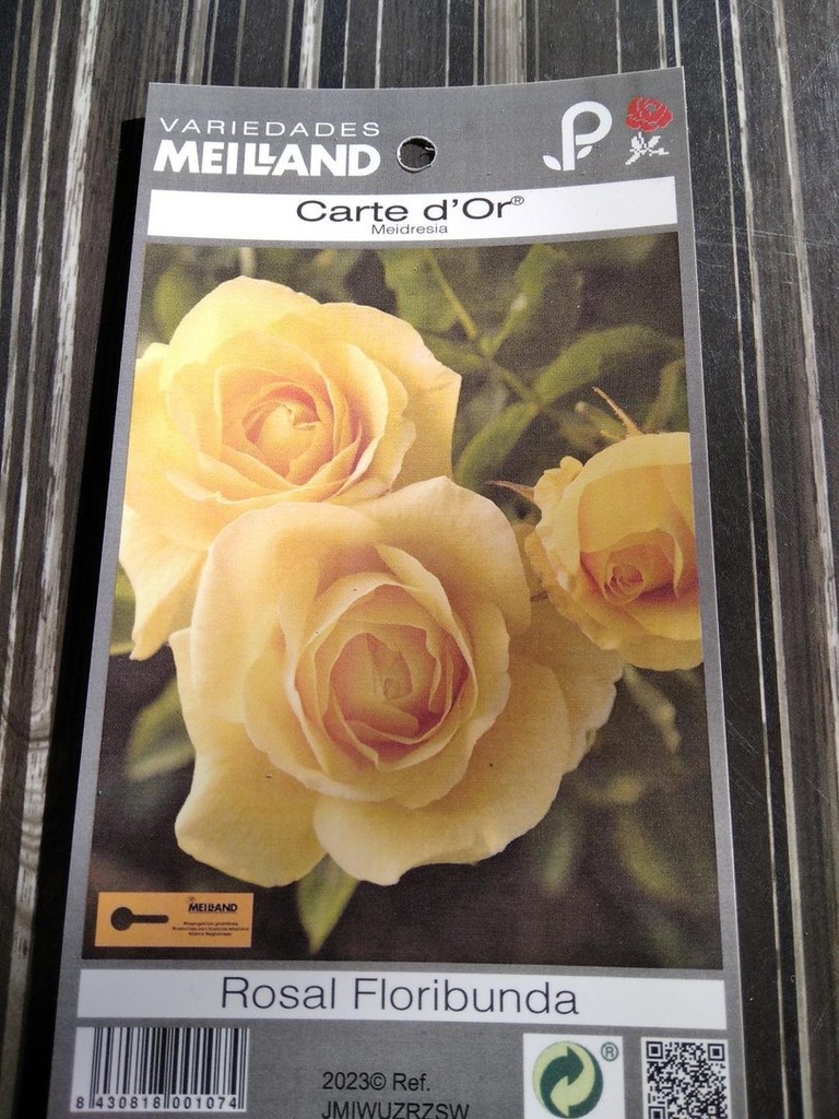 Rosal Carte D'or, a raíz desnuda