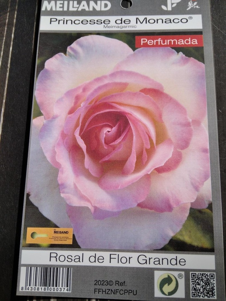 Rosal Princesse de Monaco,a raíz desnuda